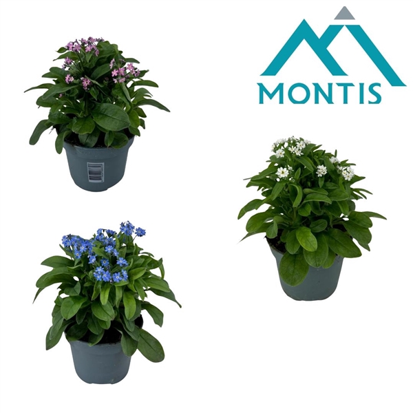 <h4>Myosotis "Lovely Memories" Laura Deep Mixtray 12 cm</h4>