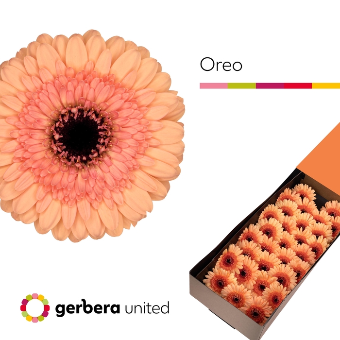 <h4>Germini Oreo Half doos</h4>