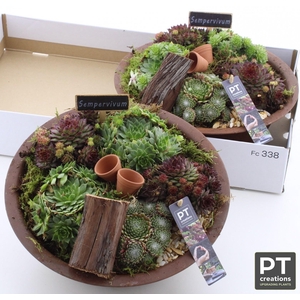 ARR SEMPERVIVUM