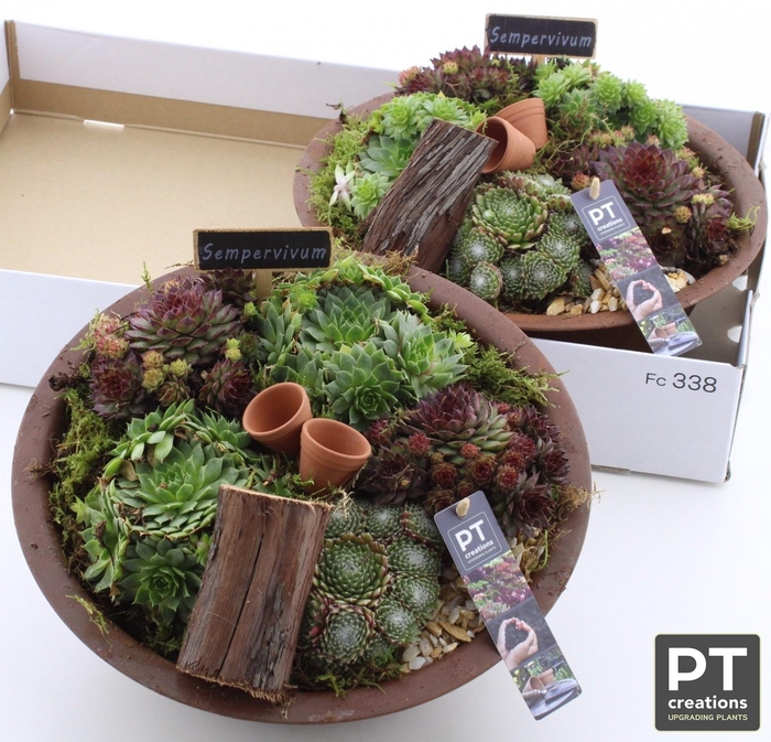 <h4>ARR SEMPERVIVUM</h4>