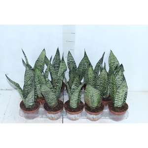 SANSEVIERIA FORMOSA P11