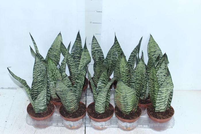 <h4>SANSEVIERIA FORMOSA P11</h4>