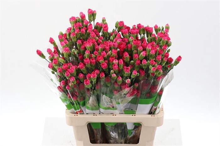 <h4>Di Tr Pigeon</h4>