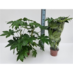 Fatsia japonica overig