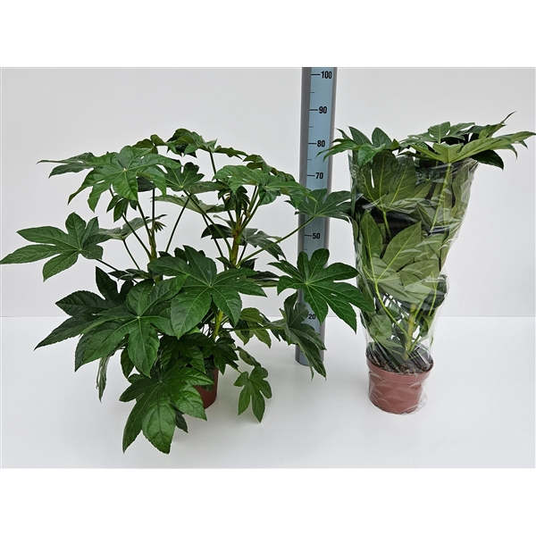 <h4>Fatsia japonica overig</h4>