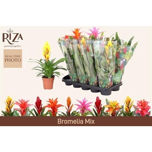 BROMELIA GEM 6 SRT