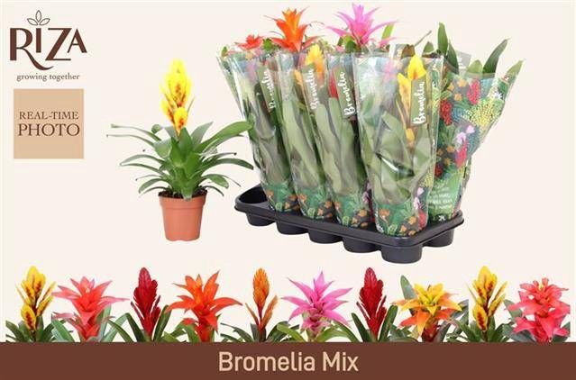 <h4>BROMELIA GEM 6 SRT</h4>