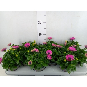 Osteospermum  'Margarita Lilac'