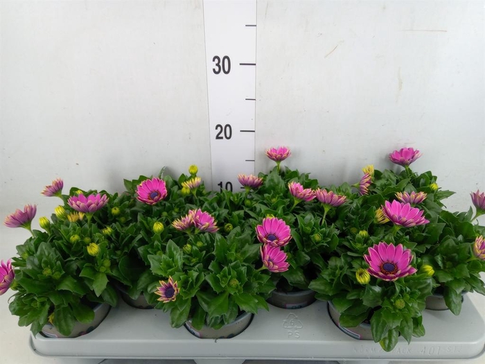 <h4>Osteospermum  'Margarita Lilac'</h4>