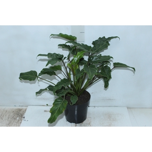 PHILODENDRON XANADU P17
