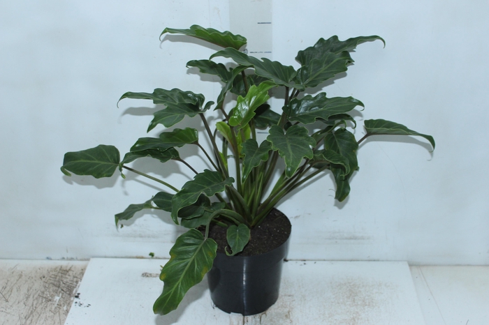 <h4>PHILODENDRON XANADU P17</h4>