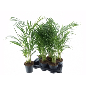 DYPSIS LUTESCENS