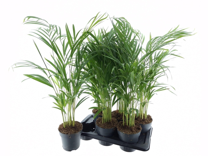 <h4>DYPSIS LUTESCENS</h4>