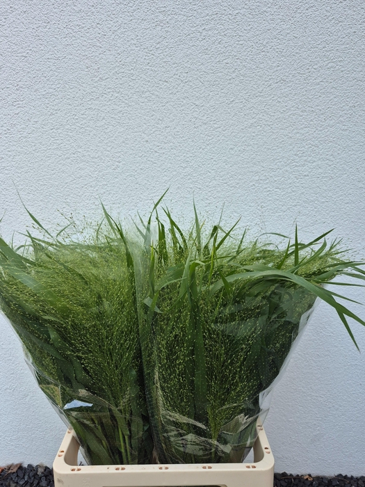 <h4>Panic Vi Fontaine 60 Cm</h4>