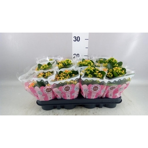Kalanchoe blos. 'Signal'