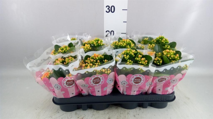 <h4>Kalanchoe blos. 'Signal'</h4>