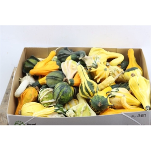 Sier Cuc P Indian Mix X40