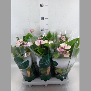 Anthurium andr. 'Laguna'