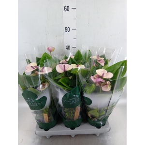 Anthurium andr. 'Laguna'