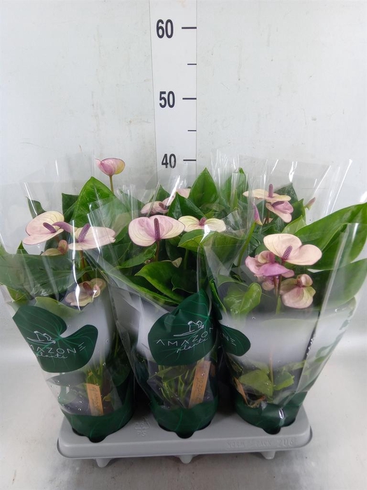 <h4>Anthurium andr. 'Laguna'</h4>