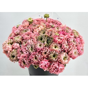 Ranunculus Pon Pon Hermione Super