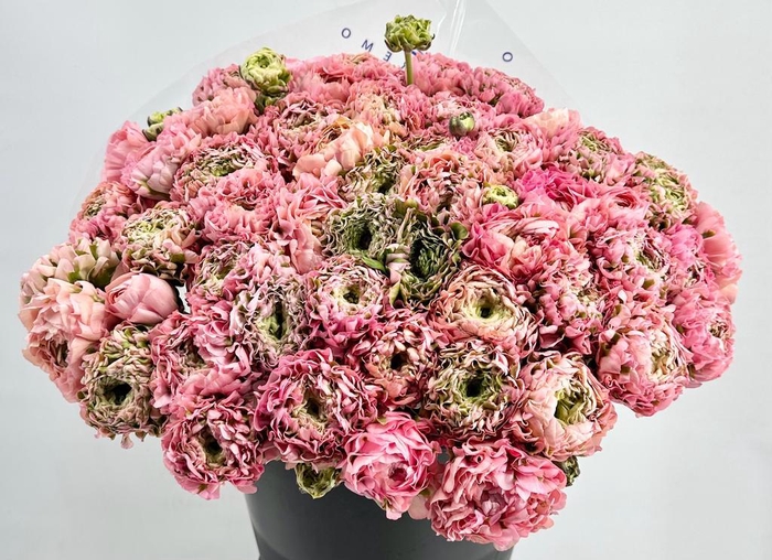 <h4>Ranunculus Pon Pon Hermione Super</h4>