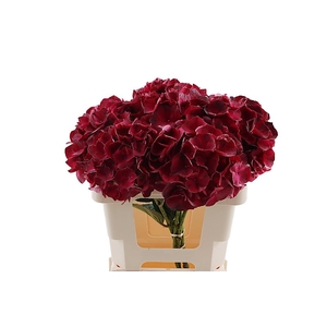 Hydr Dark Ruby 40 cm Vicini