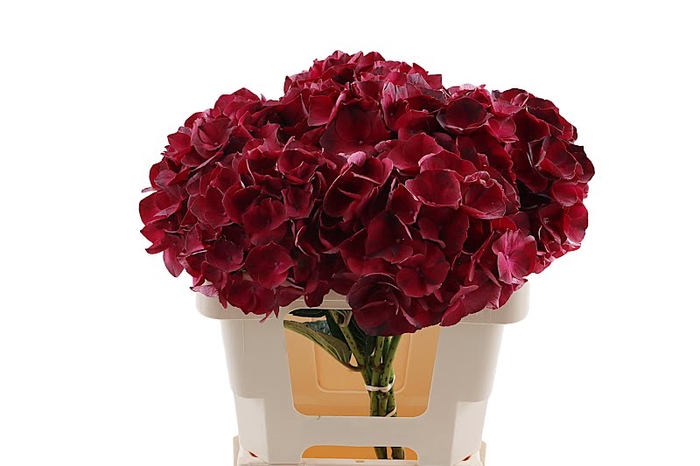 Hydr Dark Ruby 40 cm Vicini