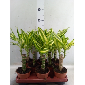 Dracaena frag. 'Yellow Coast'