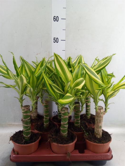 <h4>Dracaena frag. 'Yellow Coast'</h4>