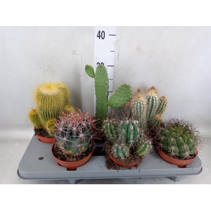 Cactus   ...mix