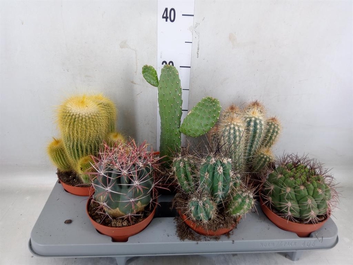<h4>Cactus   ...mix</h4>