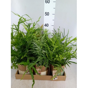 Ferns   ...mix
