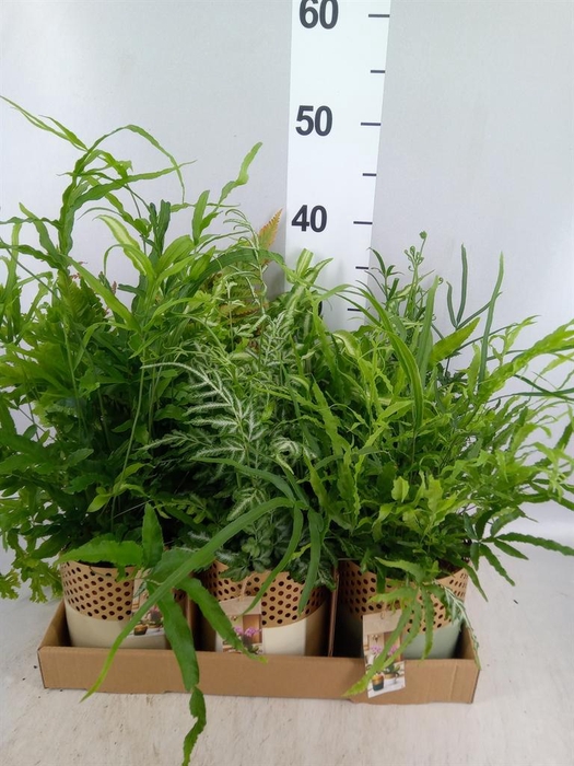<h4>Ferns   ...mix</h4>