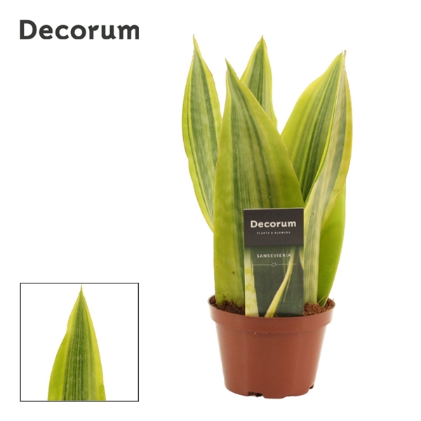 <h4>Sansevieria Jamaiquina Queen Var.12 cm (Decorum)</h4>