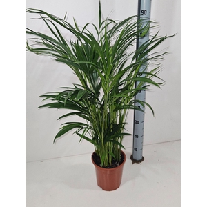 Dypsis lutescens