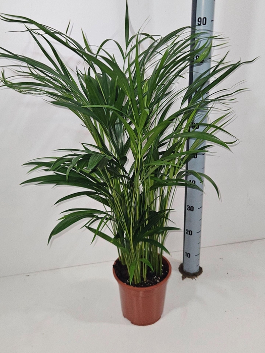 <h4>Dypsis lutescens</h4>