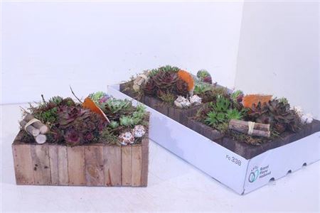 <h4>Arr Sempervivum</h4>