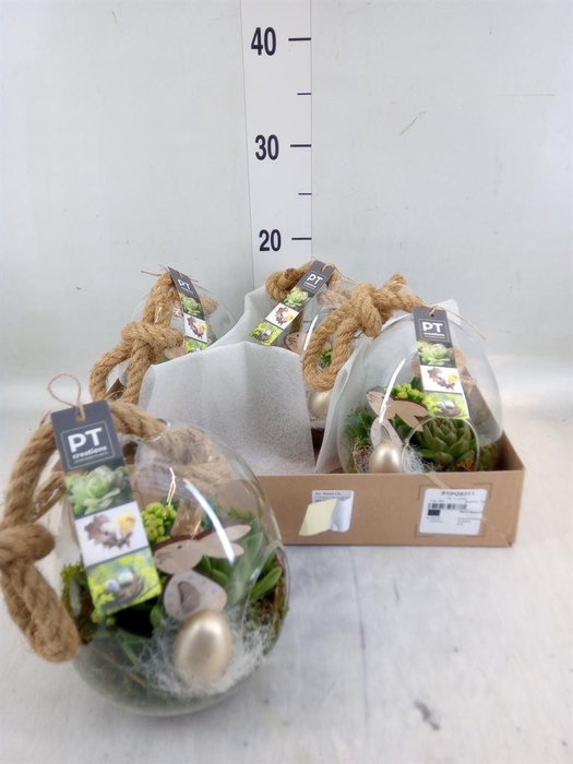 <h4>Arr. Pasen L%</h4>