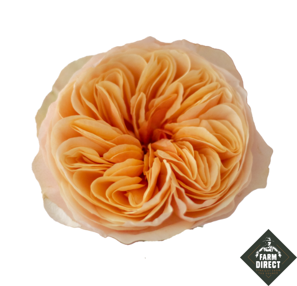 <h4>R GR TIP TOP</h4>