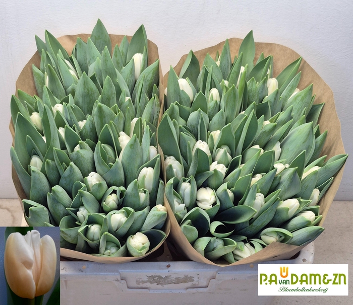 <h4>TU EN ANTARCTICA</h4>