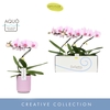 Phalaenopsis overig roze (enkele ta