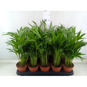 Dypsis lutescens   ...Chrysalidoca