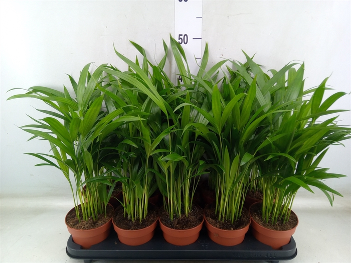 <h4>Dypsis lutescens   ...Chrysalidoca</h4>