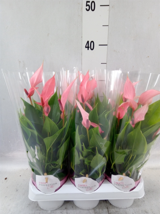 <h4>Anthurium andr. 'Lilli'</h4>