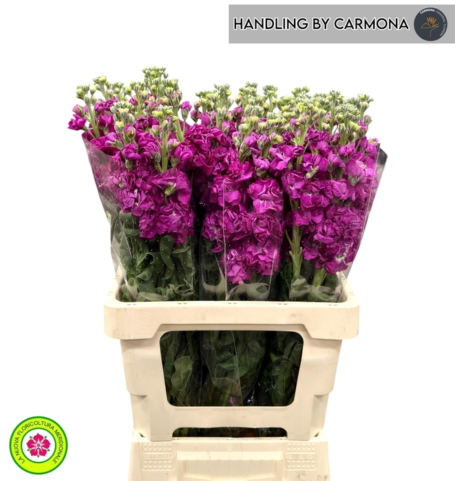 <h4>MATTH IRON ROSE</h4>