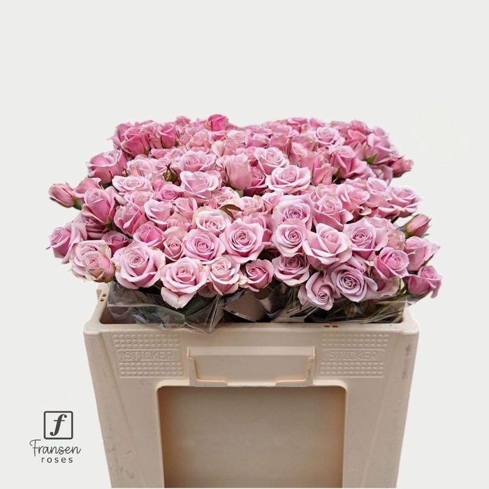 <h4>Rosa spray leila</h4>