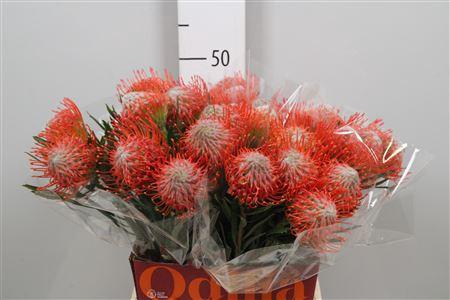 <h4>Leuco Tango</h4>