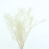 Pres Ruscus Soft Bleached White Per Stem