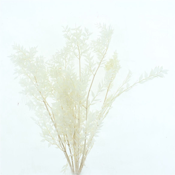 Pres Ruscus Soft Bleached White Per Stem